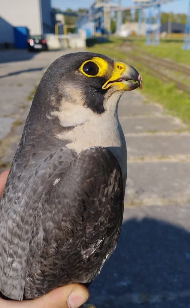 Nie żyje jeden z lubelskich sokołów. To prawdopodobnie było otrucie 2 czart.jpg