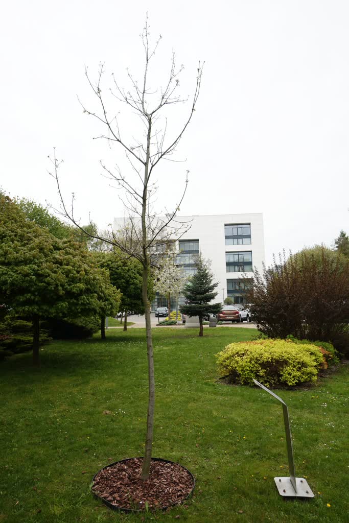 Jubileuszowy dąb potrzebuje nazwy. Uczelnia ogłosiła konkurs 3 dab.JPG