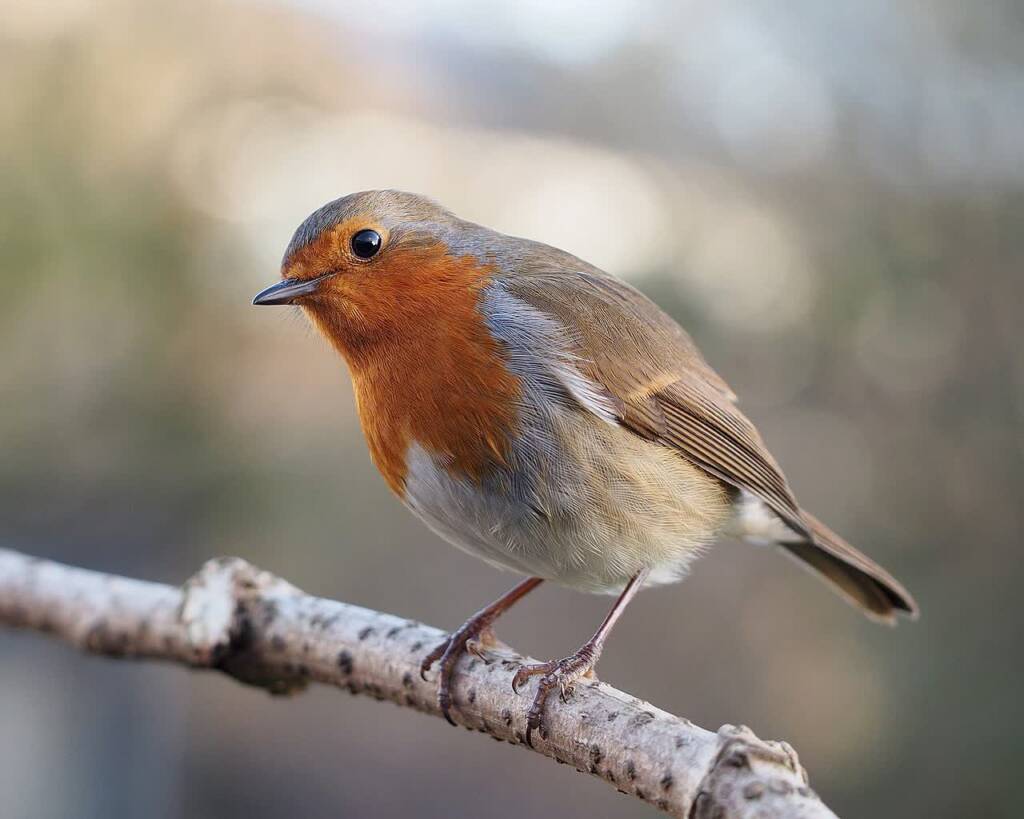 erithacus rubecula with cocked head 2024 04 27 073422
