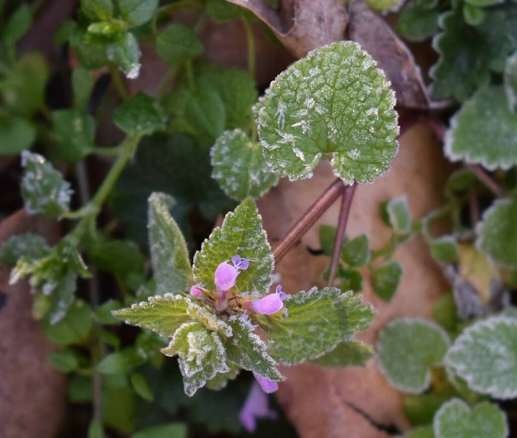 frost on leaves 2101118 1280 2024 04 17 104825