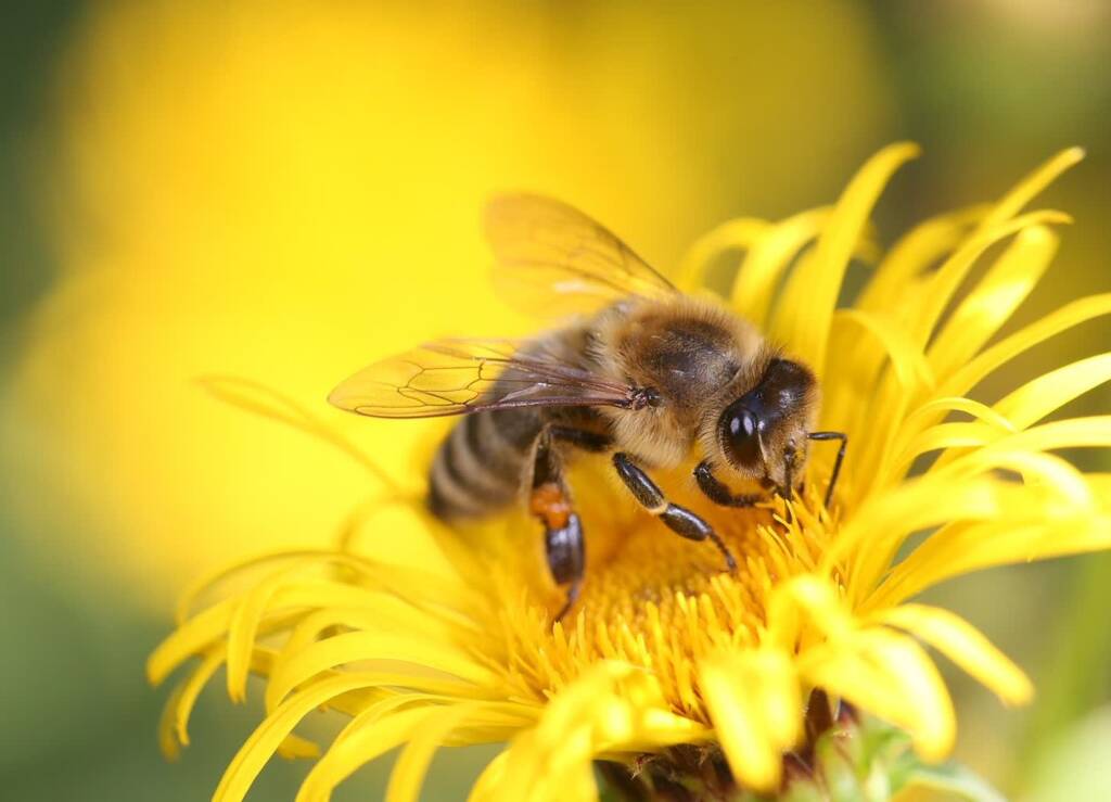 honey bee 8320764 1280 2024 04 05 150400