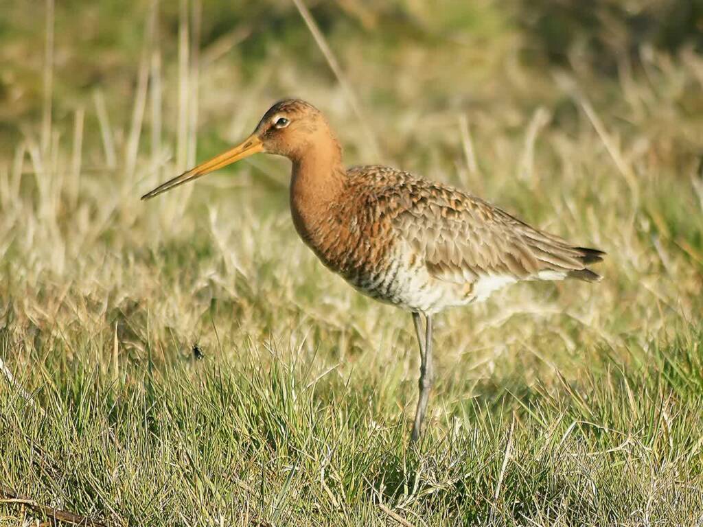 limosa limosa uitkerke 2024 04 13 075208