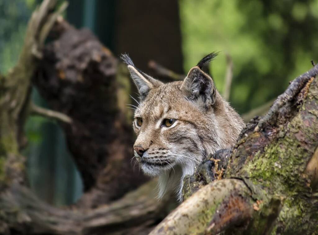 lynx 4940240 1280 2024 04 05 105259