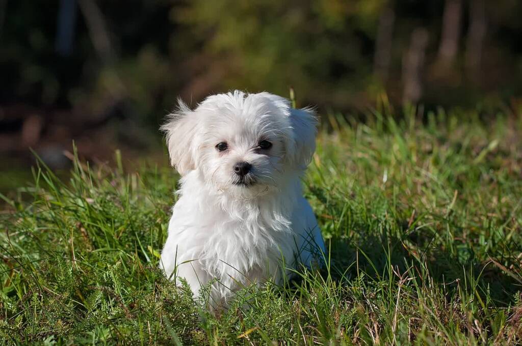 maltese 1123016 1280 2024 04 30 202147