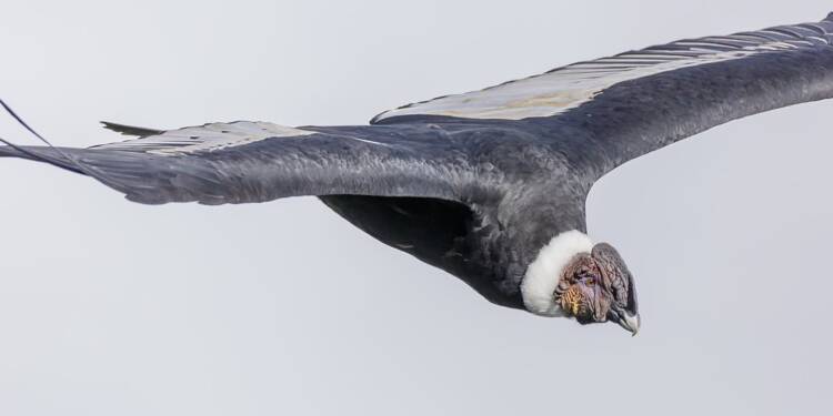 peru colca canyon andean condor vultur gryphus 01 2024 04 24 081756