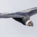 peru colca canyon andean condor vultur gryphus 01 2024 04 24 081756