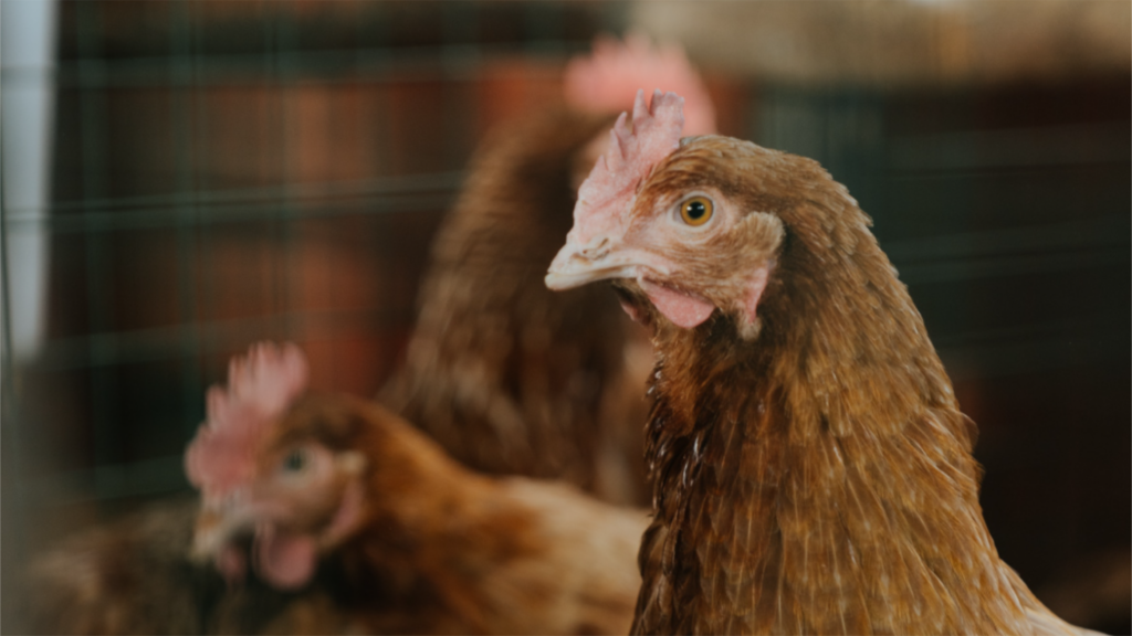 pexels cottonbro studio 4911731 2024 04 23 180707