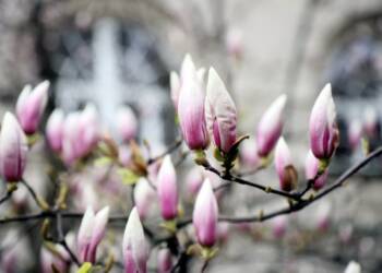 pm magnolie 020424 011 2024 04 02 122947