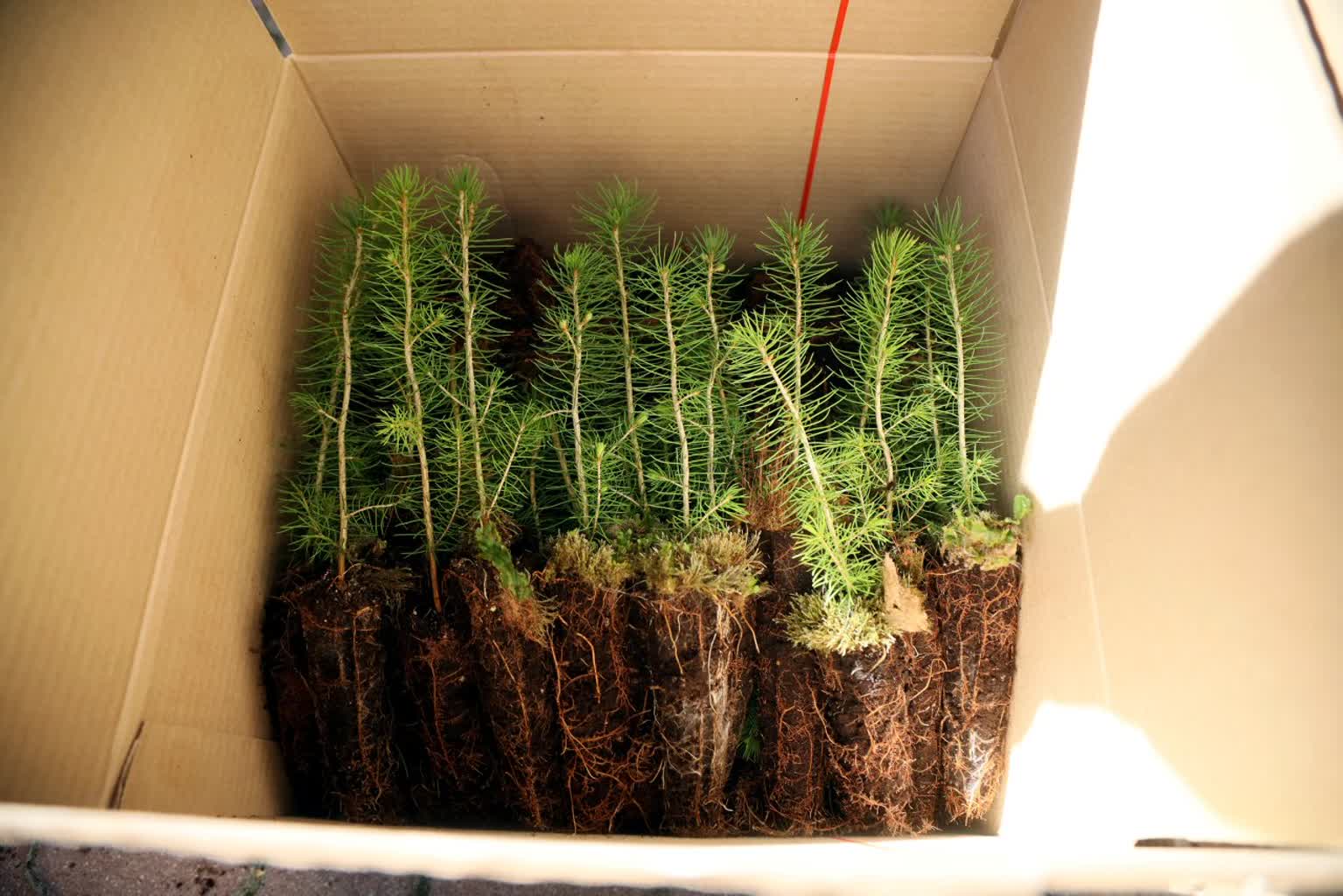 Sadzonki przyciągnęły mnóstwo chętnych. Akcja #sadziMY w Lublinie 4 pm_SADZONKI-120424-011.jpg