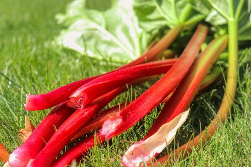 rhubarb 5155214 1280 2024 04 23 120504