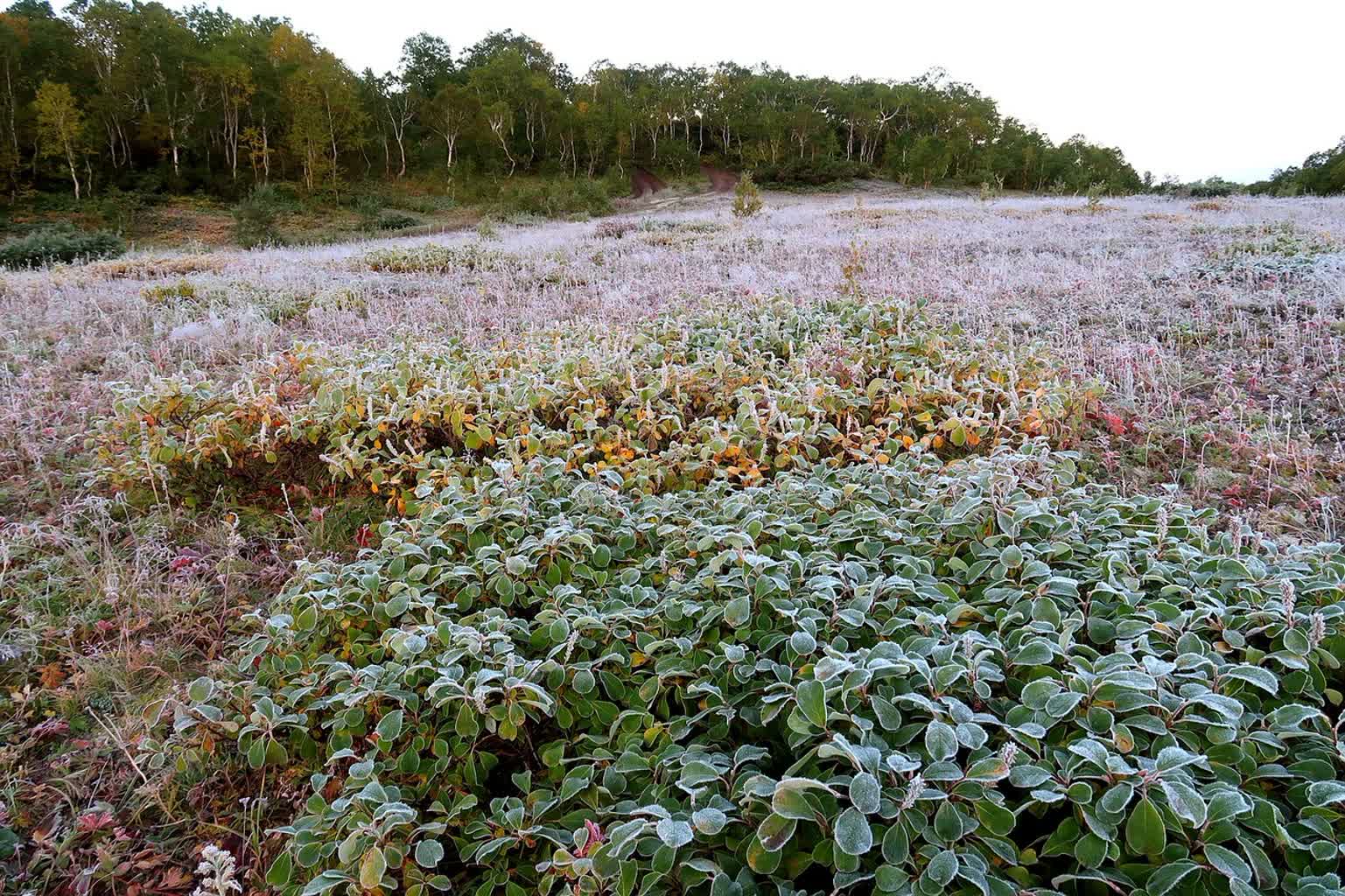 Nocne przymrozki na Lubelszczyźnie. Mogą być groźne dla upraw 2 the-first-frost-2751406_1280.jpg
