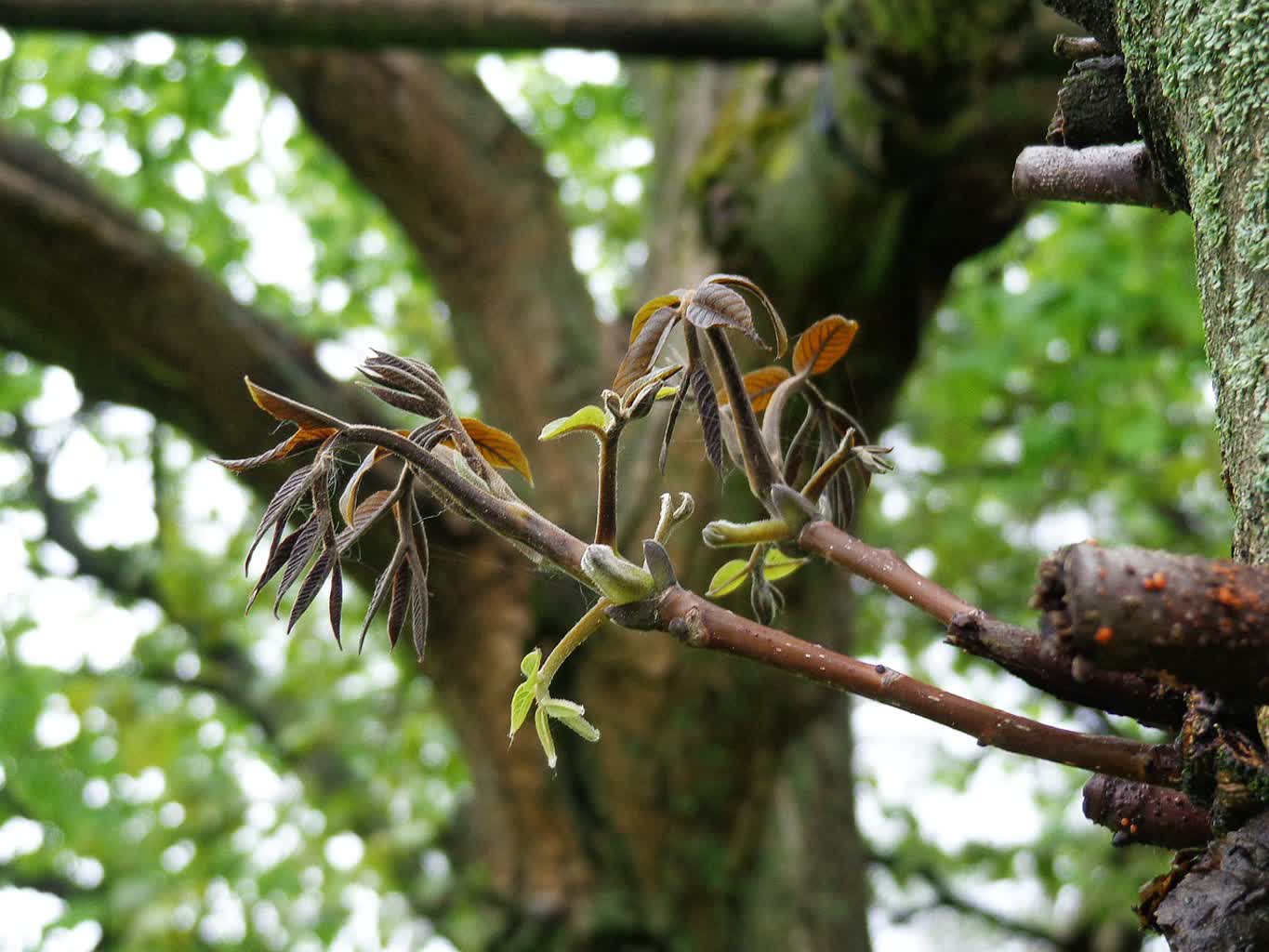Kolejna mroźna noc w regionie. Czy rolnicy odczują straty w uprawach? 2 walnut-5194599_1280.jpg