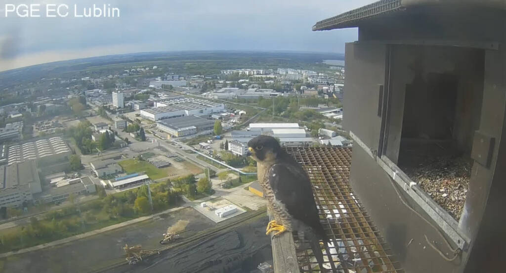 Zbiórka zakończona sukcesem! Ponad 50 tysięcy zł za pomoc w ujęciu sprawcy otrucia Czarta 1 wrotka1 2024 04 28 191027