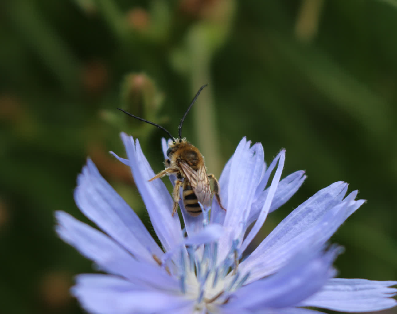 Dzikie pszczoły. Rzadko spotykane owady pojawiły się na strzelnicy 4 3.jpg