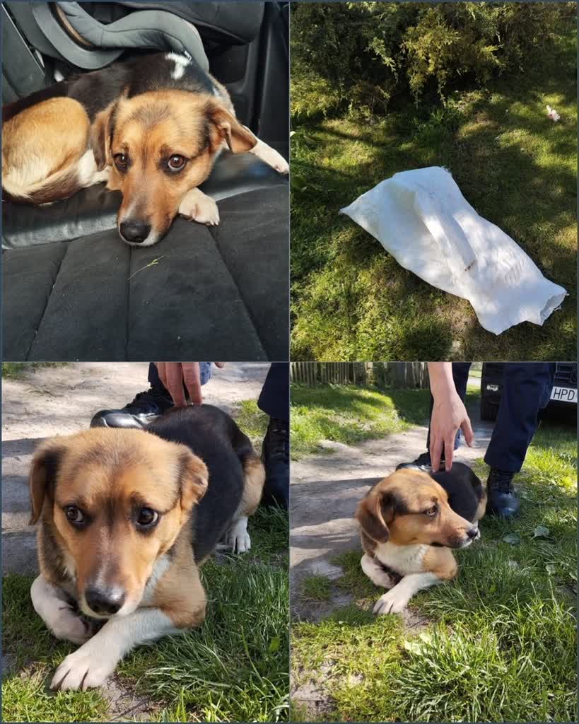 Pies w worku. Uwięzione zwierzę odnalazły dzieci 2 358-241481_g (1).jpg