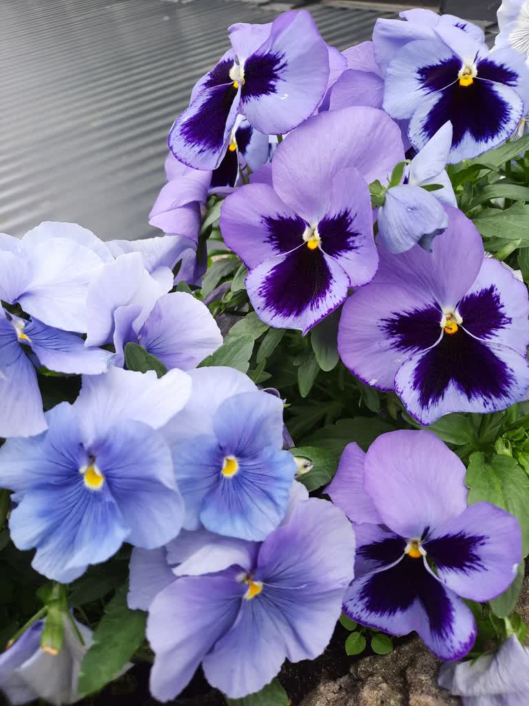 11.05.2024 Dom i ogród 2 441406113_122112227612288391_1258610666357666233_n.jpg