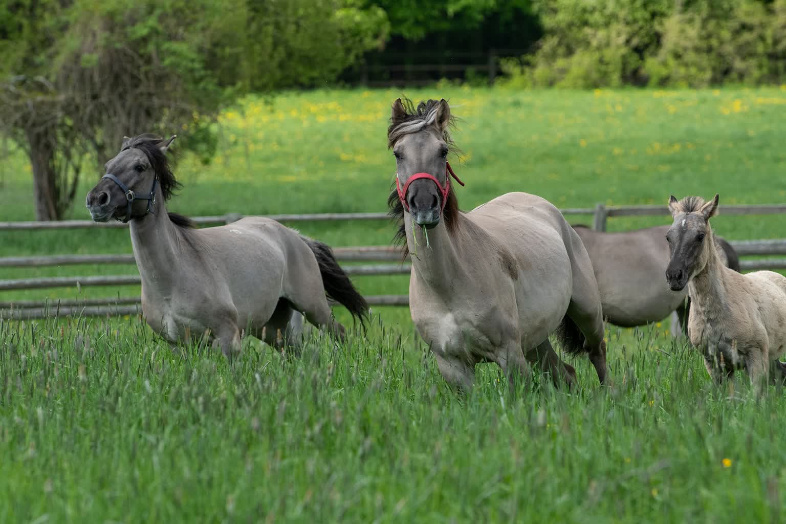 To już 50 lat istnienia. Roztoczański Park Narodowy obchodzi jubileusz 6 441521454_772774454960138_5535667968794594610_n.jpg