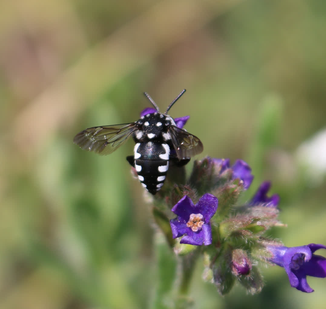 Dzikie pszczoły. Rzadko spotykane owady pojawiły się na strzelnicy 3 5.jpg