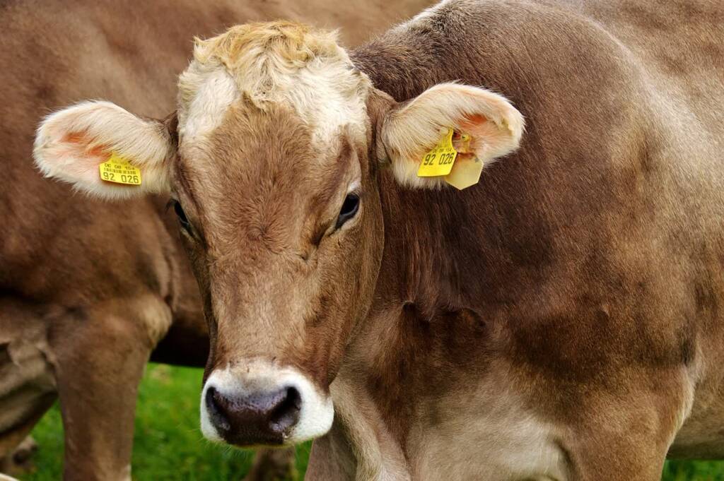 cow 2782461 1280 2024 05 30 093327