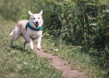 dog 644111 1280 2024 05 02 135846