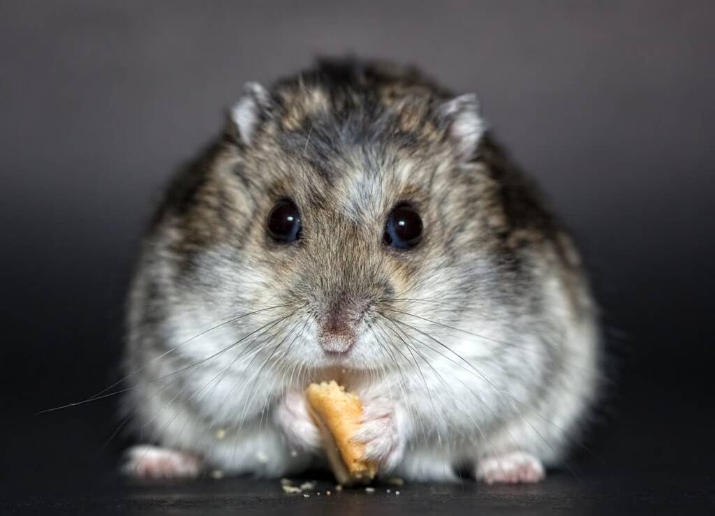 hamster 1772742 1280 2024 05 24 164647