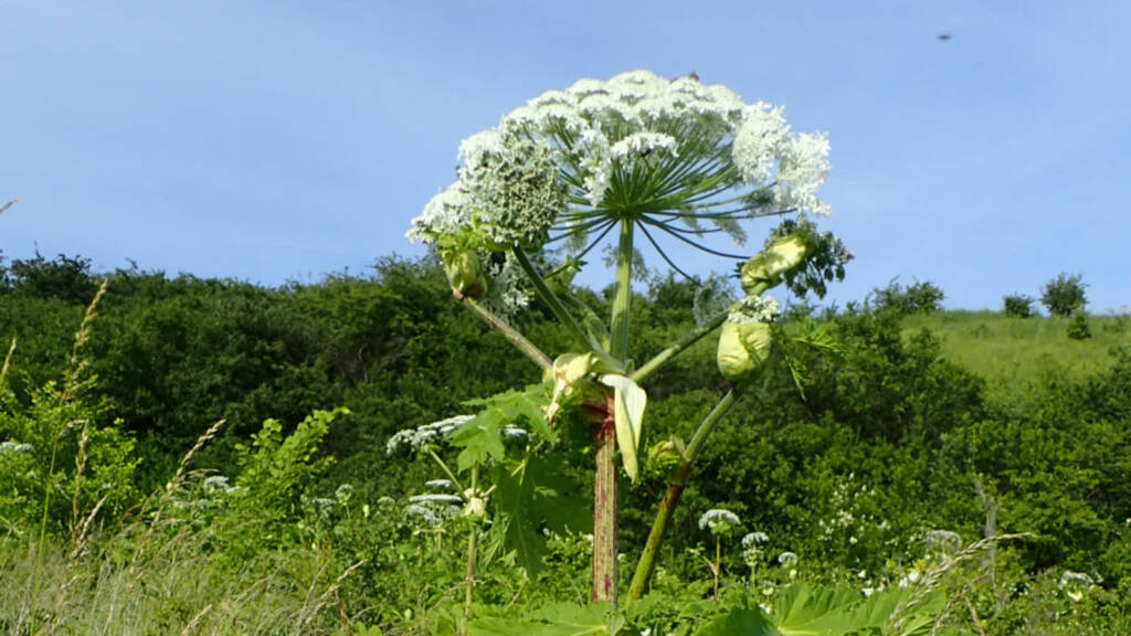 heracleum sosnowskyi kz13 2023 07 06 212006 2024 05 01 123853