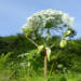 heracleum sosnowskyi kz13 2023 07 06 212006 2024 05 01 123853