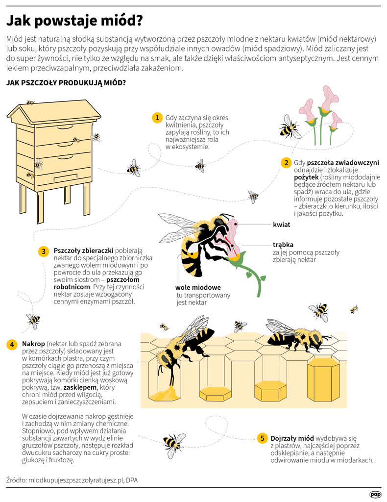 W tym roku miód i truskawki wcześniej niż zwykle. Ale czy będą tańsze? 3 igrafika_20240519_01.png