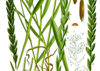 illustration elytrigia repens1 2024 05 21 073047