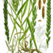 illustration elytrigia repens1 2024 05 21 073047