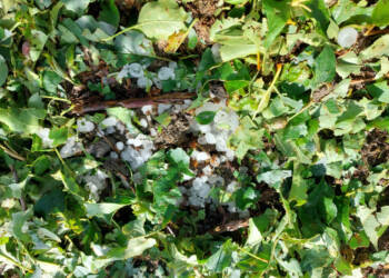 img 20240520 wa0001 2024 05 20 183235