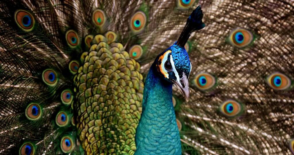 peacock 3080897 1280 2024 05 19 213628