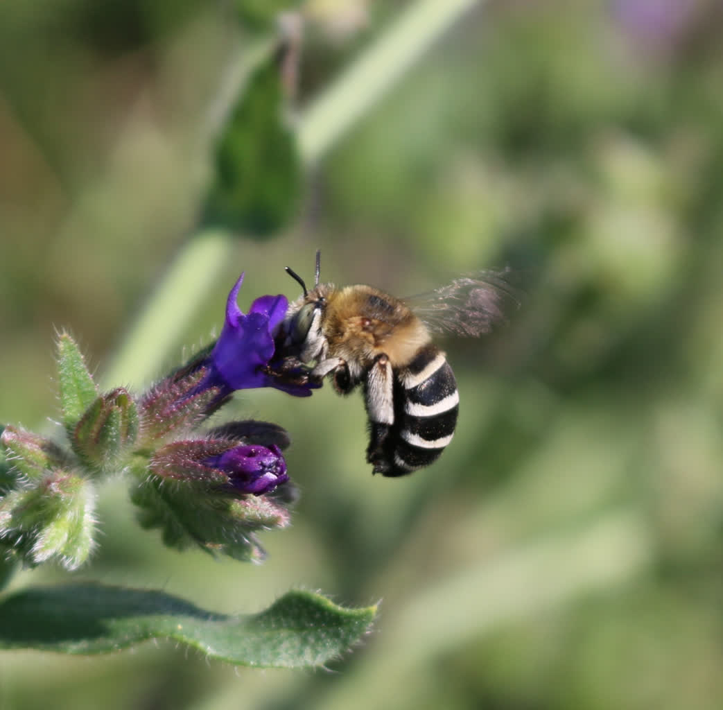 Dzikie pszczoły. Rzadko spotykane owady pojawiły się na strzelnicy 5 porobnica paskowana.jpg