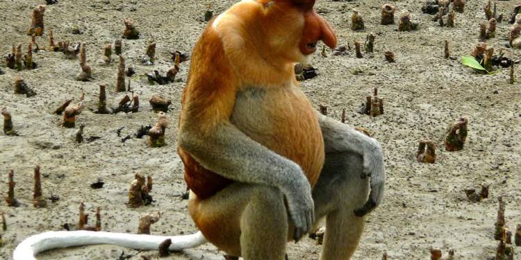 proboscis monkey nasalis larvatus male 6707344031 2024 05 26 084618