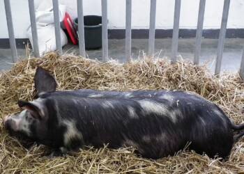 pulawska pig xxviii krajowa wystawa zwierzat hodowlanych poznan 4 2024 05 07 144742