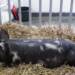 pulawska pig xxviii krajowa wystawa zwierzat hodowlanych poznan 4 2024 05 07 144742