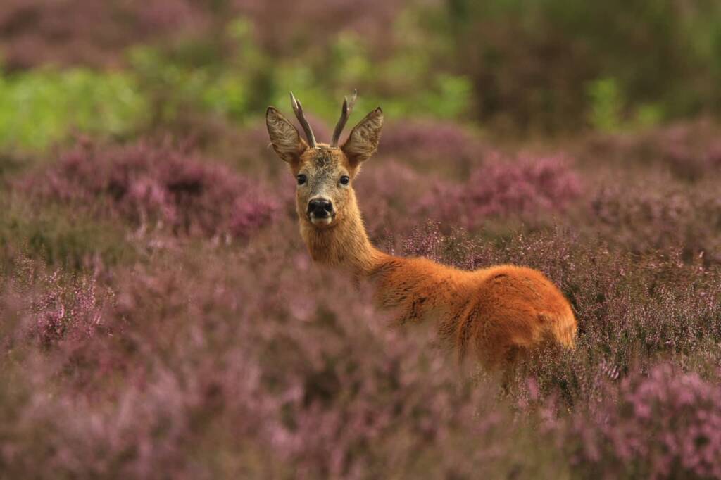 roe deer 2915276 1280 2024 05 24 175722