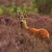 roe deer 2915276 1280 2024 05 24 175722