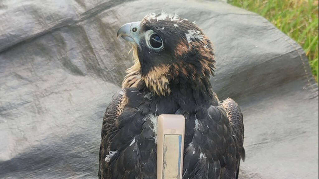 sokol borowy 2024 05 20 135117