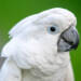 white cockatoo 7985434 1280 2024 05 19 213632
