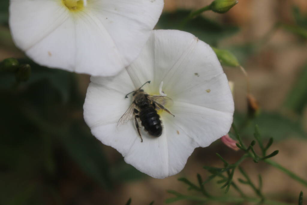 Dzikie pszczoły. Rzadko spotykane owady pojawiły się na strzelnicy 5 wrzalka powojowa 2024 05 10 204219
