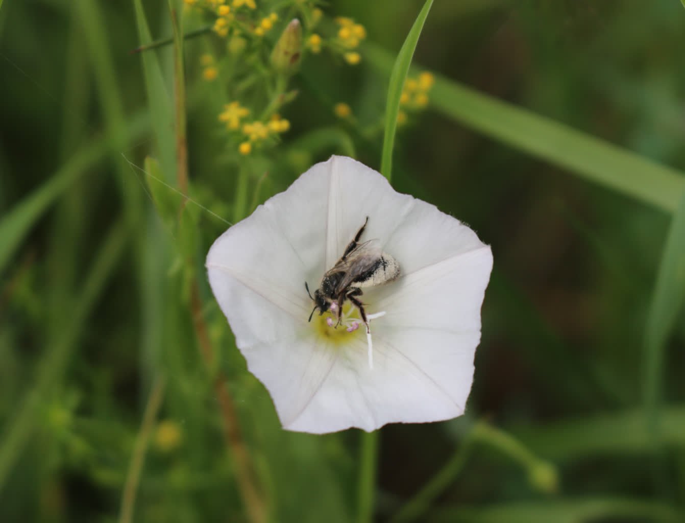 Dzikie pszczoły. Rzadko spotykane owady pojawiły się na strzelnicy 2 wrzałka powojowa2.jpg