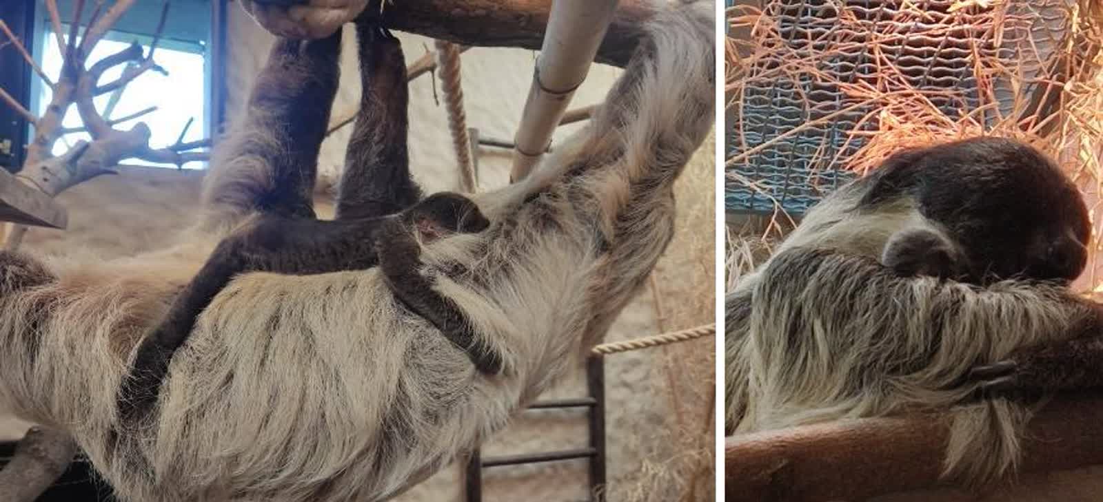 Sid i Maniek doczekali się potomstwa. "Baby boom" w zamojskim zoo 2 448252786_986233023210820_8718074334527141580_n.jpg