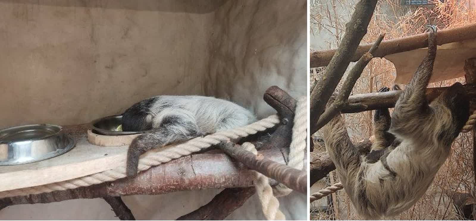 Sid i Maniek doczekali się potomstwa. "Baby boom" w zamojskim zoo 3 448256222_1735462886984181_5635218166780187775_n.jpg