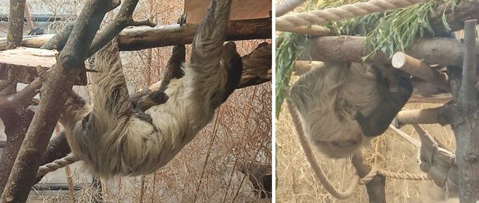 Sid i Maniek doczekali się potomstwa. "Baby boom" w zamojskim zoo 4 448528378_991225242353864_9065118847668211132_n.jpg