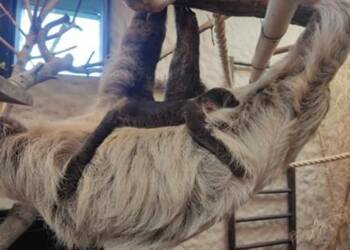 448533027 894123269425724 1215139819136921315 n 2024 06 18 193232