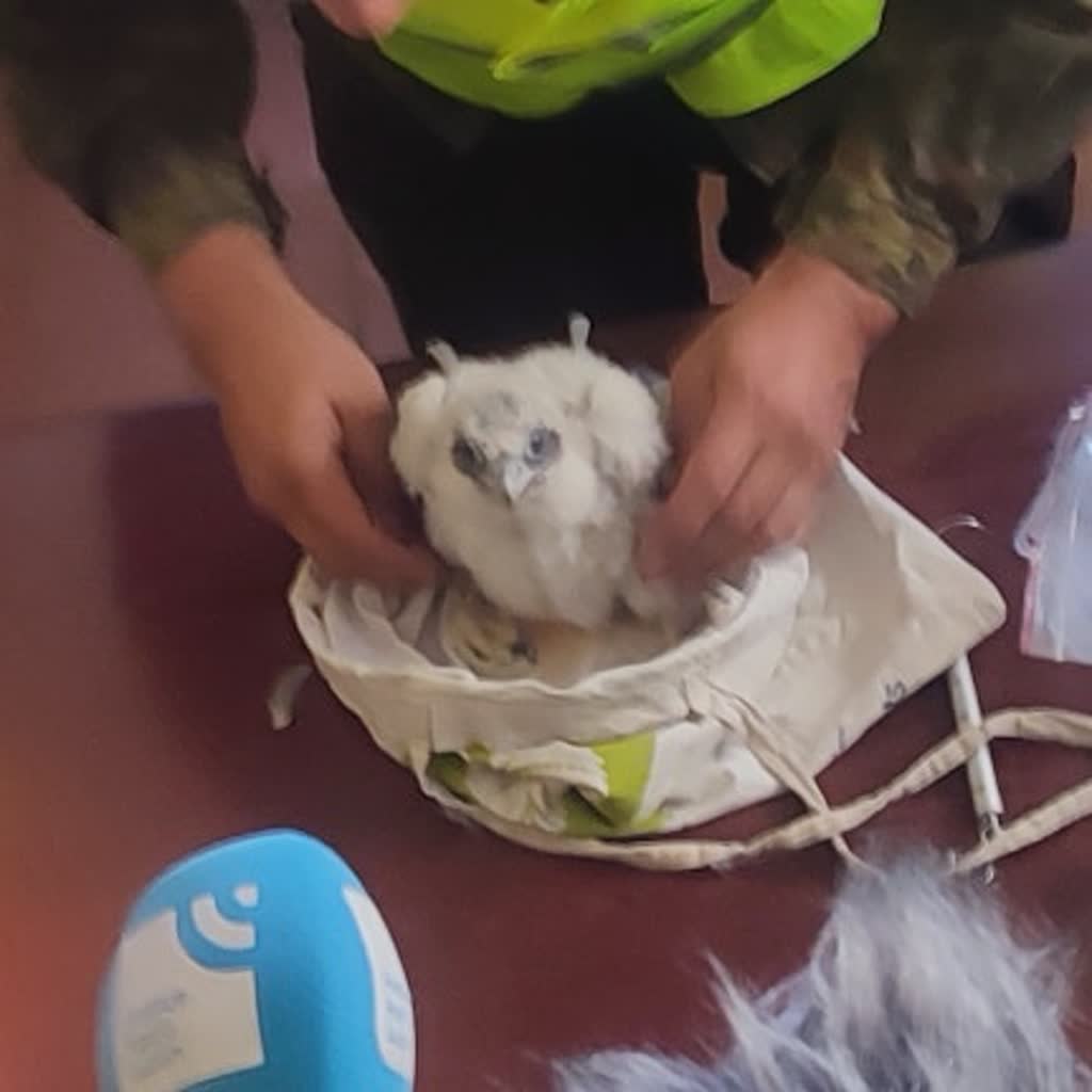 Żegnamy kolejnego lubelskiego sokoła. Borowy nie żyje 2 448885628_458031350261833_1886397684236883571_n.jpg