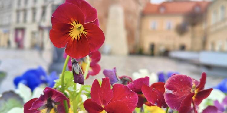 bratki z miejskich kwietnikow czekaja na chetnych fot. miasto lublin 1 2024 06 05 071555