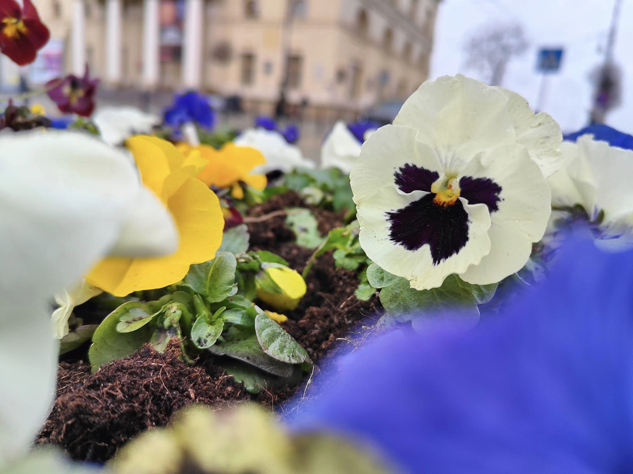 Bratki z miejskich kwietników czekają na chętnych fot. Miasto Lublin (2).jpg