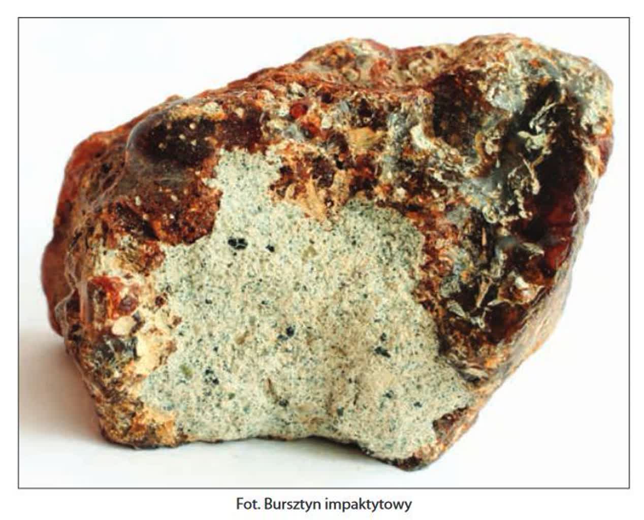 "Gabinety historii naturalnej Lublina". Połączenie nauki i sztuki na wyjątkowej wystawie 2 bursztyn.jpg